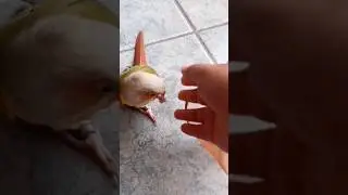 small but too much naughty #petbird #aviary #viral_video