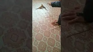 Кормление бородатой агамы
