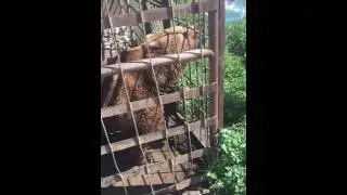 Медведь в Симе