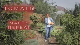 Томаты  Часть первая