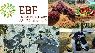 Emirates Bio Farm Family Visit