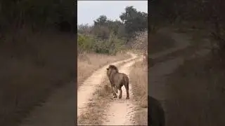 Jealous male lion eat cub to punish lioness