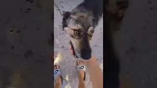 саБАка🤣😂🤣