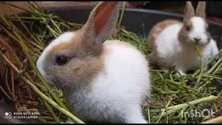 cute rabbits #shorts