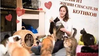 Помощь животным: Один день из жизни спасателя котиков