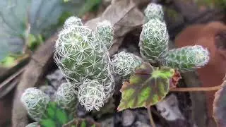 Vídeo mostrando meu pé de flor da Amazonas..