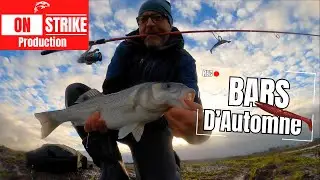 Gros BARS D'Automne - Pêche du BORD