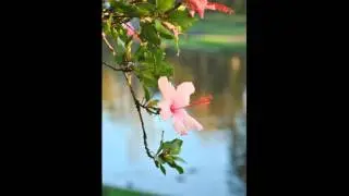 ភ្លេងមច្ចុរាជ - ស៊ិន ស៊ីសាមុត