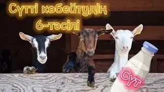 Бұл ешкілер 4литр сүт береді, Ешкі сүтін көбейтудің 6-тәсілі, ешкі өсіру, [қой, сиыр, жылқы, түйе]