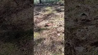 Белые грибы