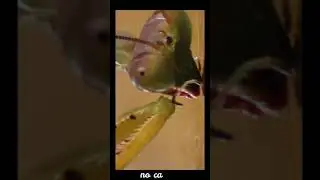 A NATUREZA É Incrível Louva à Deus