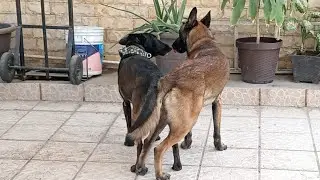 TERCERA MONTA DE TRES CON EL JEFE 30/3/24 #cachorros #cruce #kiba #jefe #malinois #belgamalinois
