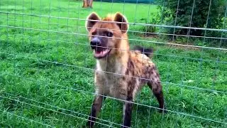 ASÍ ES TENER UNA HIENA DE MASCOTA