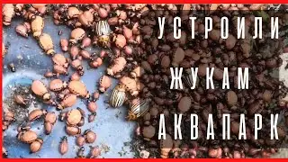 Как же Бороться с Колорадским Жуком (без химии) / Жизнь в Селе