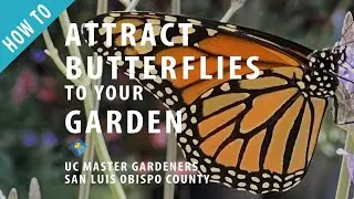 How to Attract Butterflies to your Garden