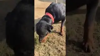 My Two Cute Dog #short #animals #dog #cute #youtubeshorts