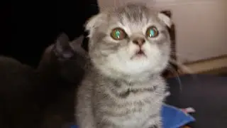 ЗАГАДКА КОТИКА!