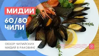 Мидии Чилийские