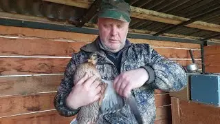 Утке подрезали крылья