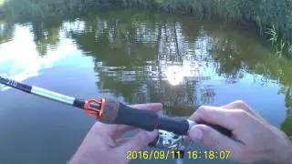 Окунь в Кульнево.