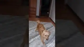 Вечерние страсти или КОТ-НЛОт 