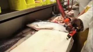 The Grid - Market Fisheries