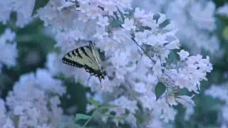 beautiful flowers