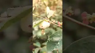 Краски Осени осень🍁 Осенняя мелодия 🍁Павел Панин 🌿 Любовь Навлецкене 🍀