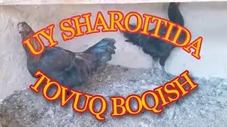 Уй шароитида товук бокиш, UY SHAROITIDA TOVUQ  BOQISH