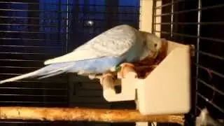 Выставочный волнистый попугай  