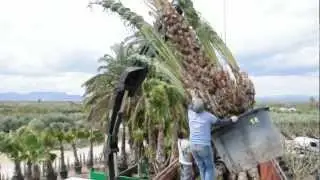 EUP Loading 30.04.2012 - Aliche_07.AVI