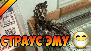 СТРАУС ЭМУ / ВЫВОД / ОТЛИЧНЫЙ РЕЗУЛЬТАТ!