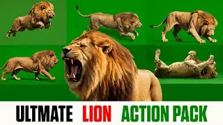 Realistic Lion 🦁🦁 KING green screen Chroma key Action pack for Videos, VFX | FREE DOWNLOAD 