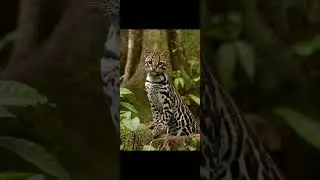 создание голоса гаста