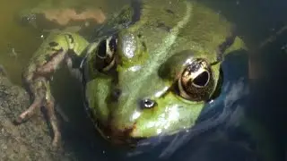 Frosch Makroaufnahme Makro Video im Teich - Makro Bilder