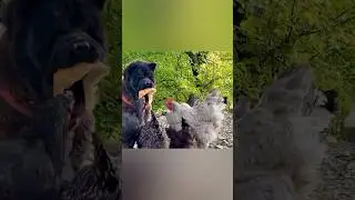 Собака кормит куриц хлебом 🐶 