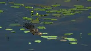 Lettuce Lake Park, Tampa