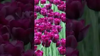 Nisan ayı Doğa Takvimi 🌷🦢