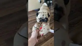 Шифа лучший мопс #шифа #собака #pug #мопсы