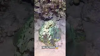 creepy animals 🚨 