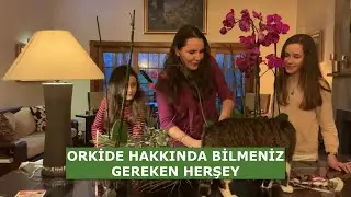 ORKİDE NASIL YETİŞTİRİLİR l EVDE ORKİDE YETİŞTİRMEK İSTEYENLERE İPUÇLARI
