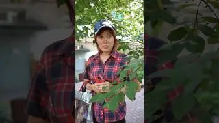 Приставучая женщина на детской площадке