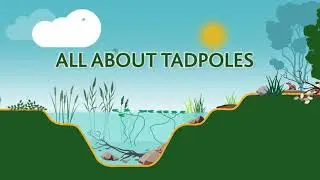 All about tadpoles