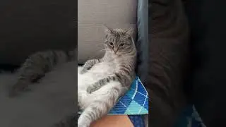 Кот царь зверей!