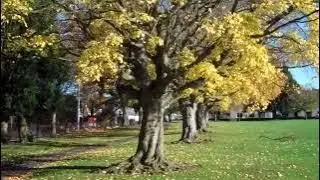Autumn Trees Walk On History Visit To The Public Park Scone Perth Perthshire Scotland