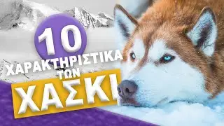 ΧΑΣΚΙ - 10 Χαρακτηριστικά των Χάσκι!