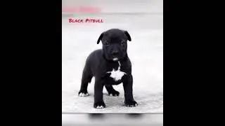 Pitbull dog ❤️ life journey status 🔥🔥🔥status