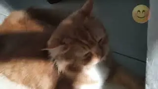 CHOCO Persian Cat Male video upload by Arashy