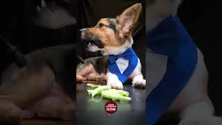 ASMR Mukbang Green Beans 🟢 Corgi Dog Eating 1 🐕 #asmr #dog #corgi #mukbang #eating