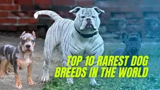 Top 10 Rarest Dog Breeds in the World